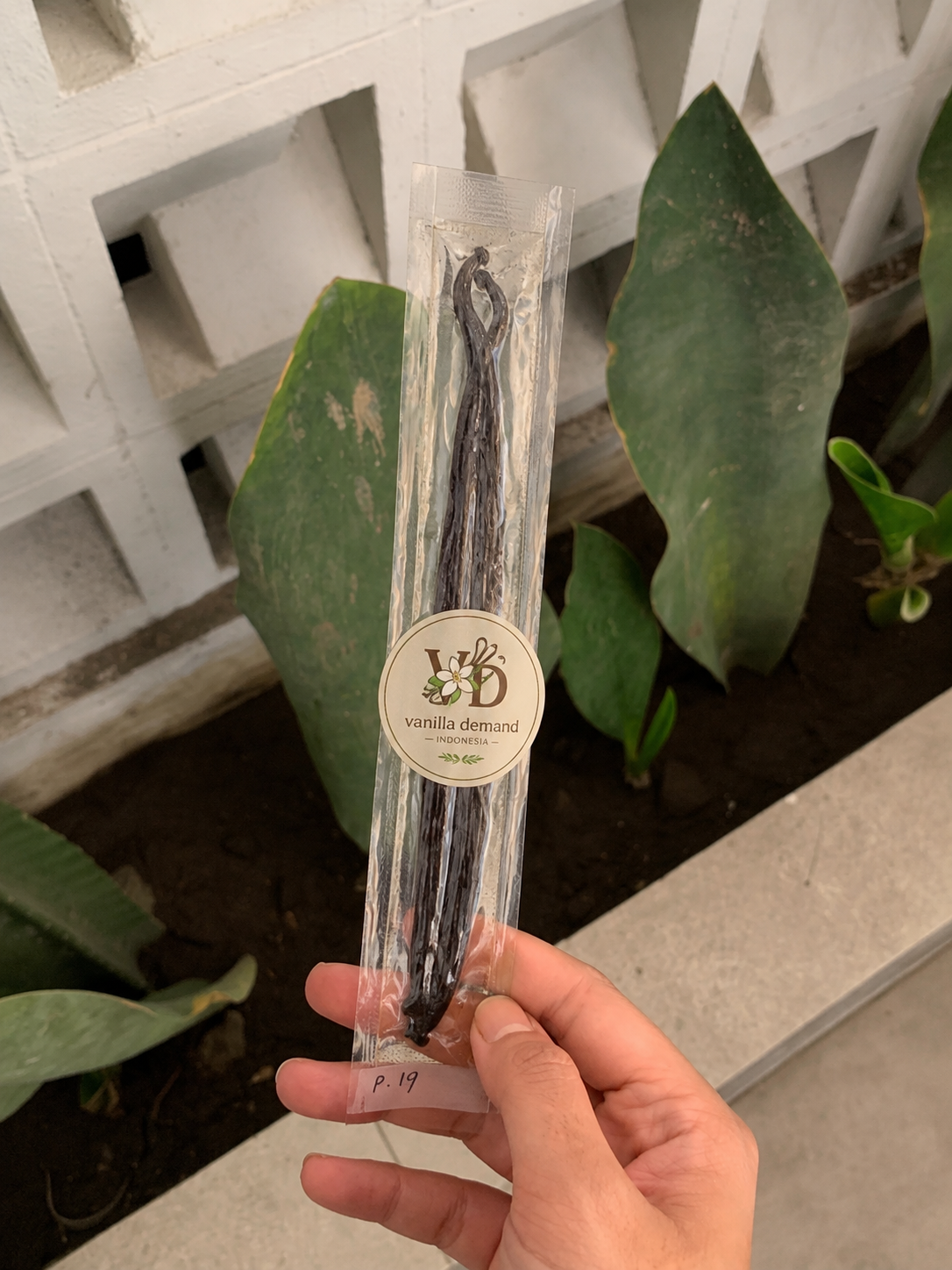 Single Tahitensis Aromatic vanilla bean, individually packed